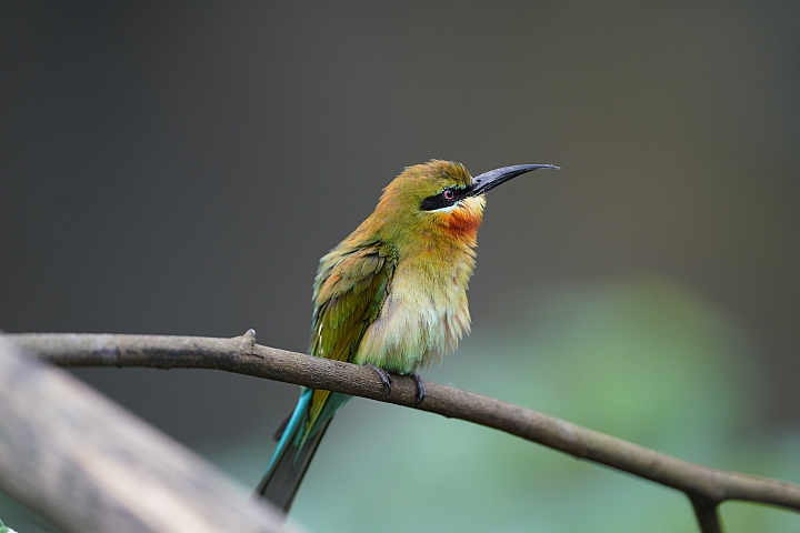 索尼fe50mmf2.5gm测评,索尼fe24f1.4gm大师镜头评测
