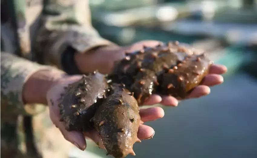 海参需要泡发多久,海参发好后再怎么处理