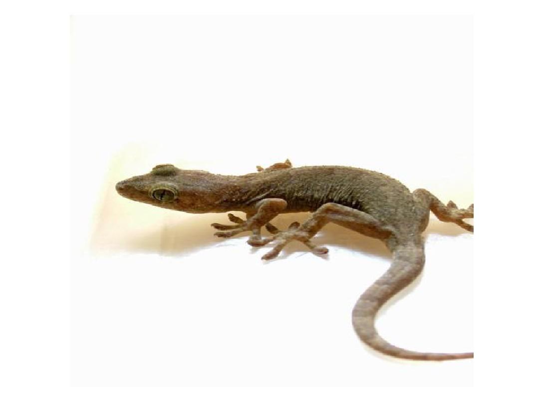 斩首之后是否还有意识,斩首后还可以保持意识吗