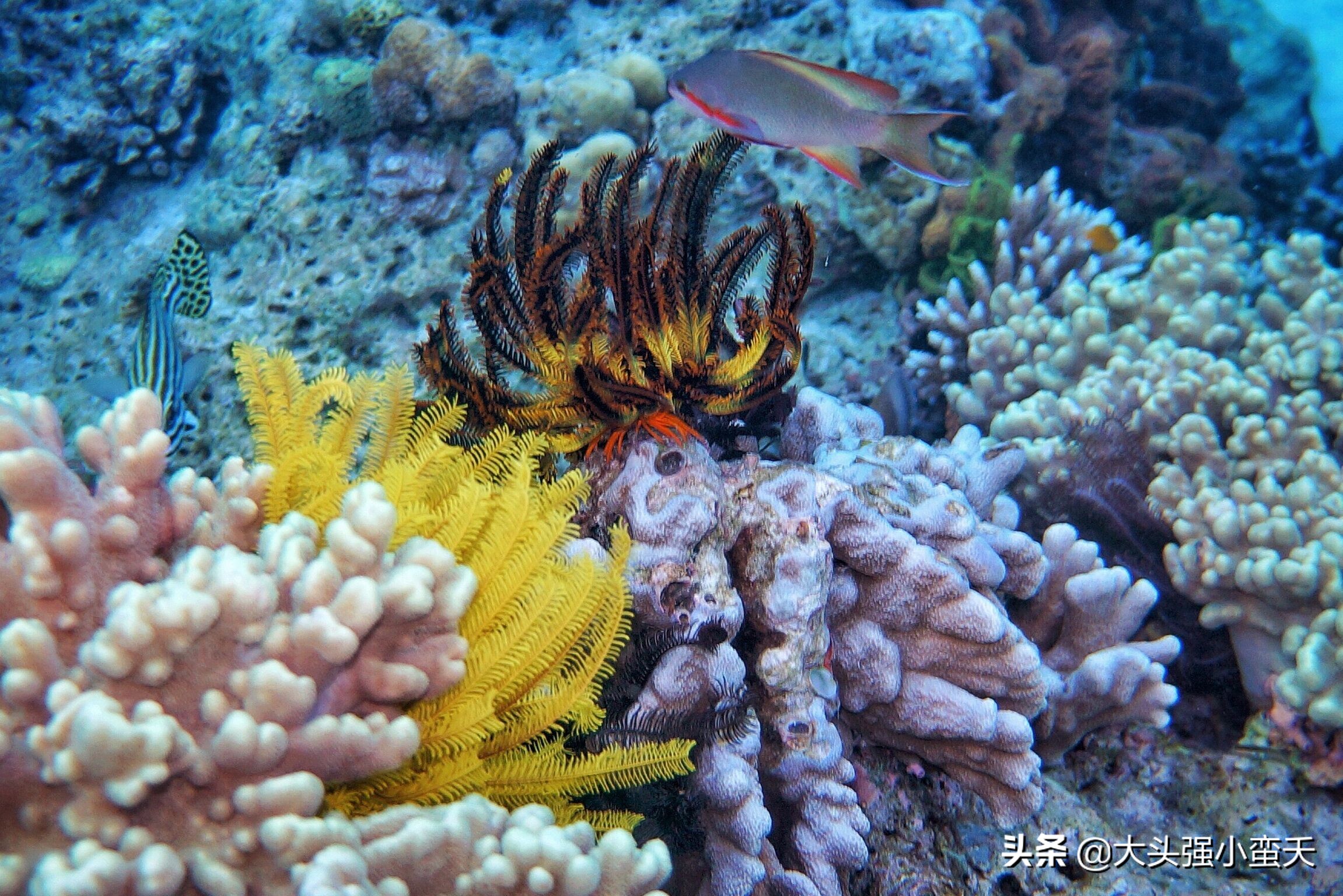 沙巴马穆迪岛为什么最小 (马穆迪岛海岛)