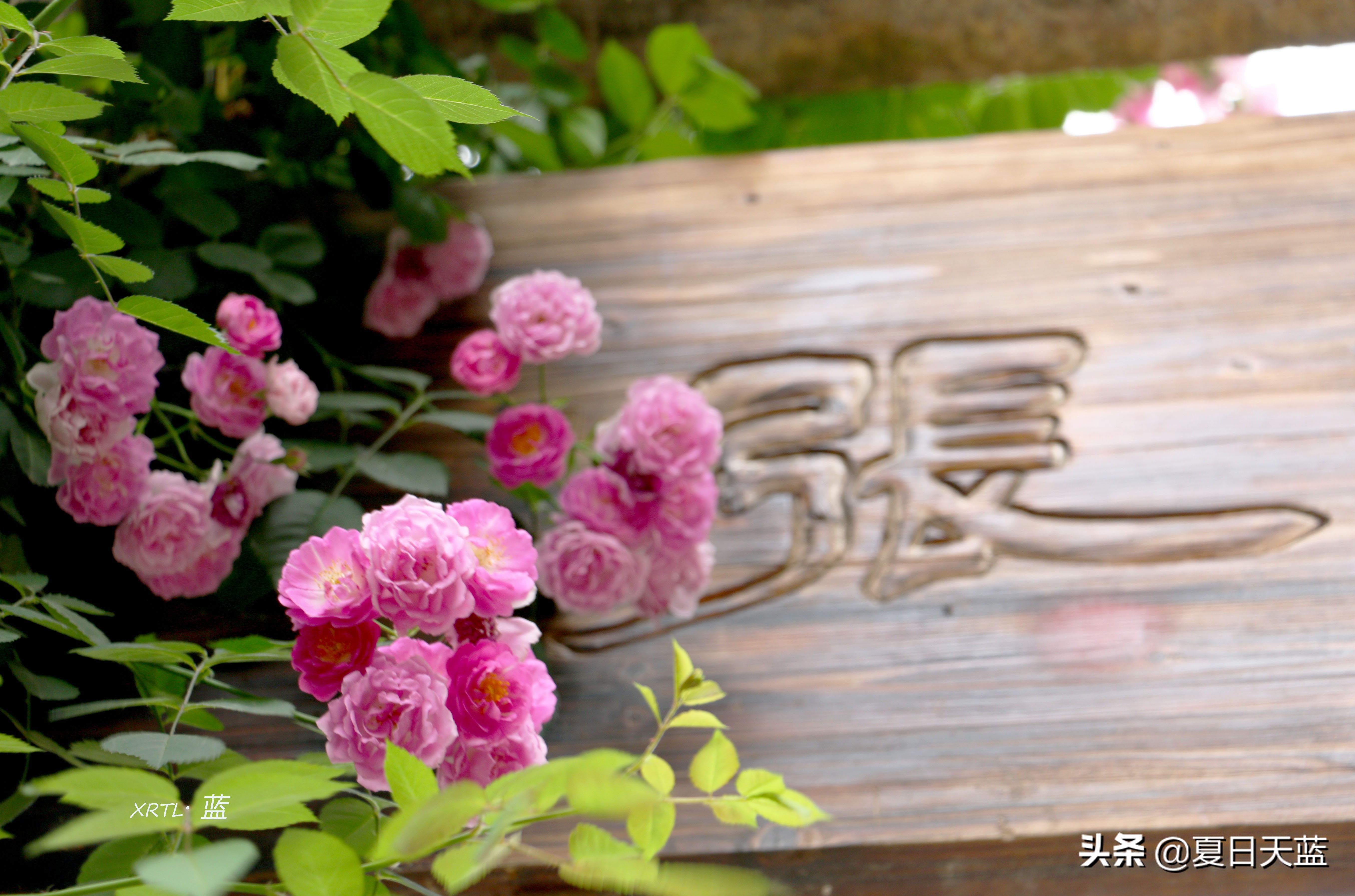 老门东蔷薇高清图片,老门东蔷薇花人像