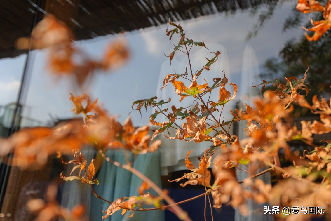 佳能eosr6详细参数曝光诚意满满,佳能发布新eosr6全画幅相机