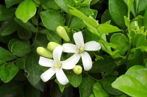 九里香不仅花香四溢还好养,养九里香的技巧九里香枝条有刺吗