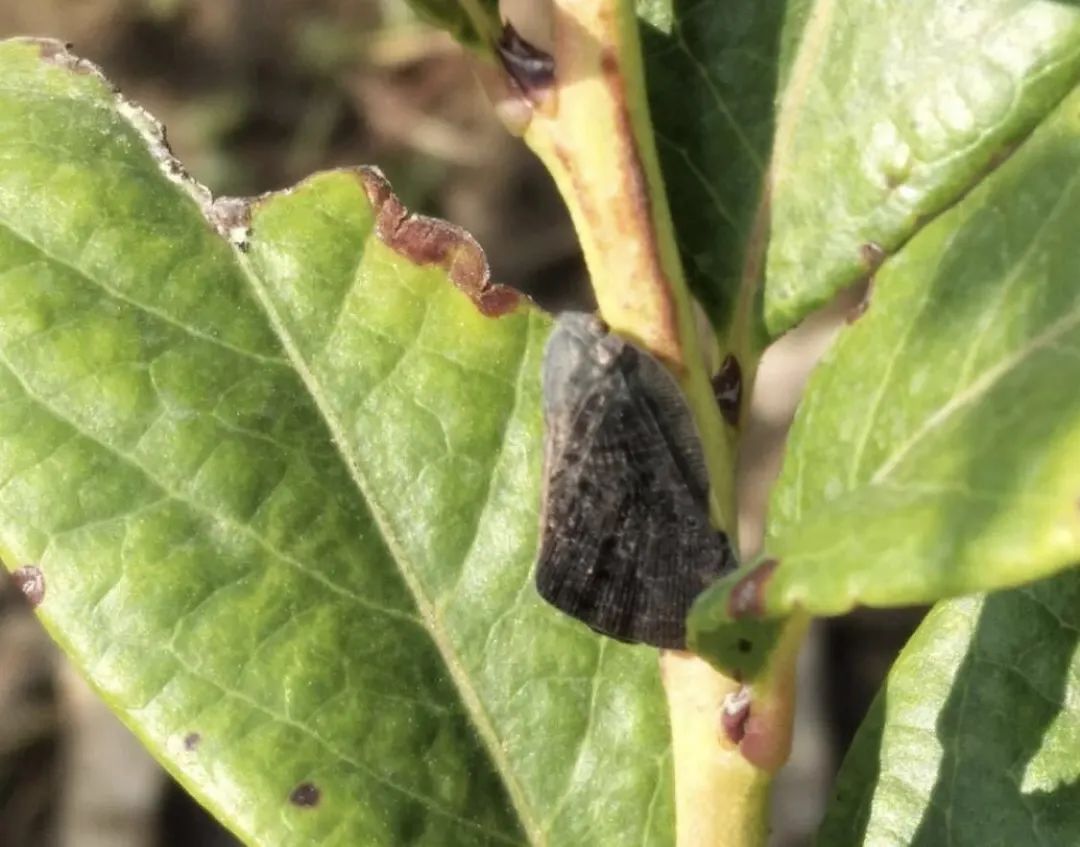 蓝莓树日常养护用什么药预防虫害,蓝莓蓟马虫害叶片症状