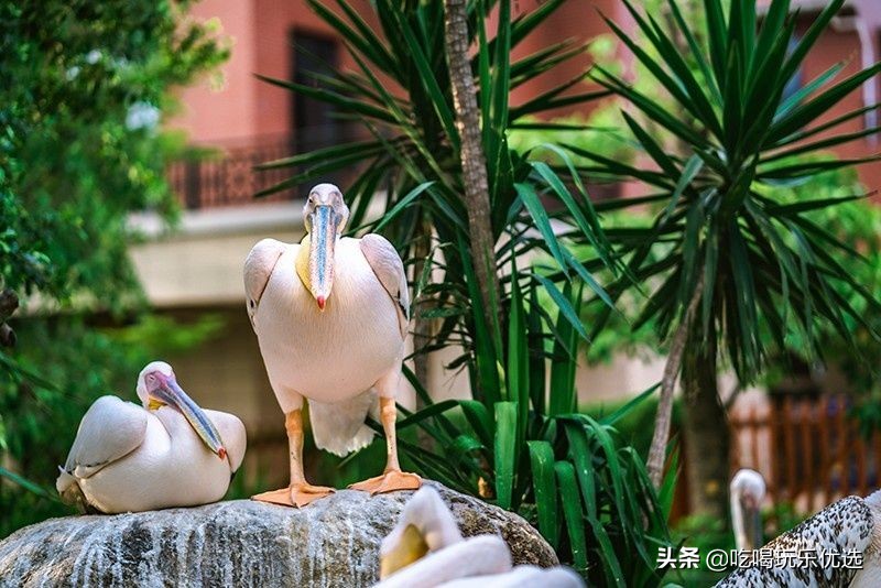 厦门灵玲动物王国大熊猫,厦门马戏团灵玲动物王国观光游览