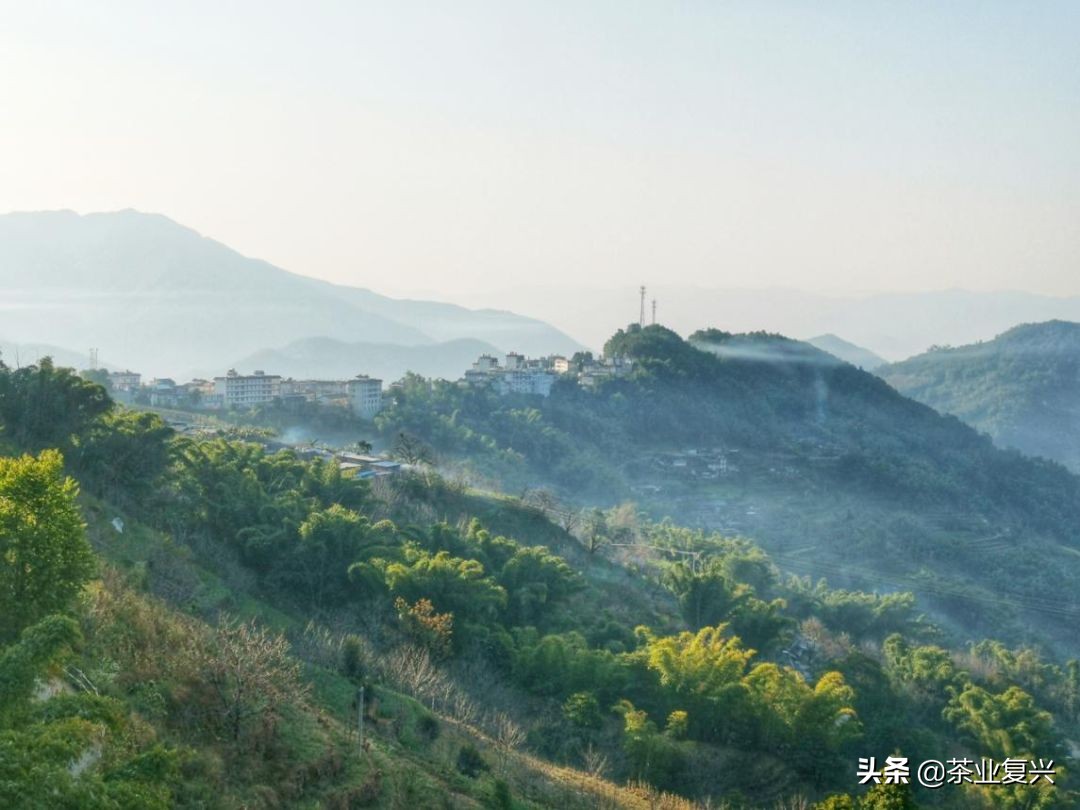 春茶好坏怎么看,春茶品鉴