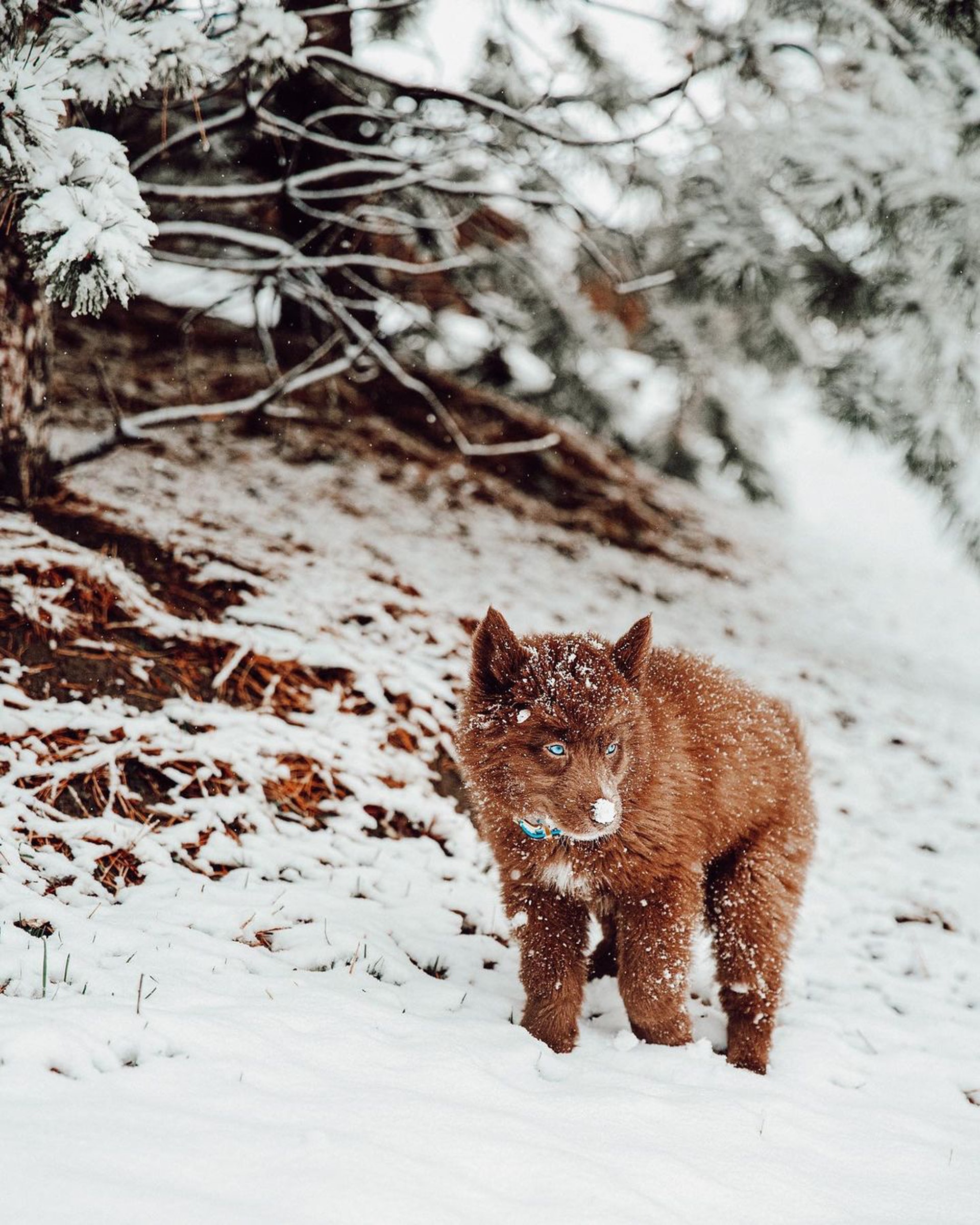 小时候像熊长大后像狼，主人说狗狗是热门犬种，但路人都猜不出