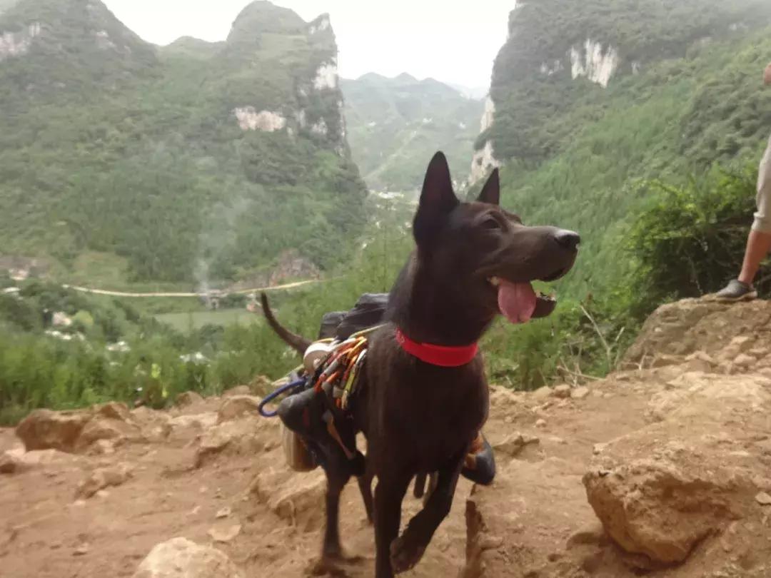 狗狗是我的灵魂伴侣,狗狗是我的好搭档