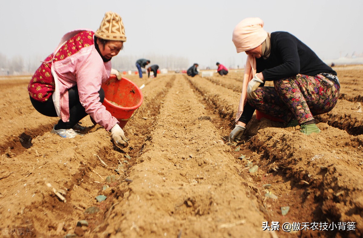 种土豆有绝招,种植土豆高产用什么肥