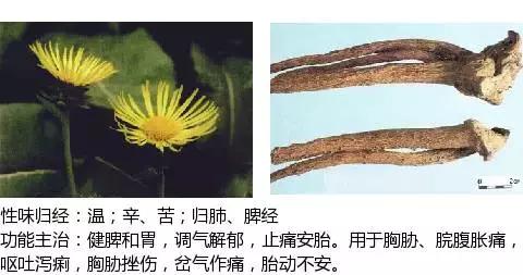 常用中草药名称大全图片及药效,常用中草药药效大全