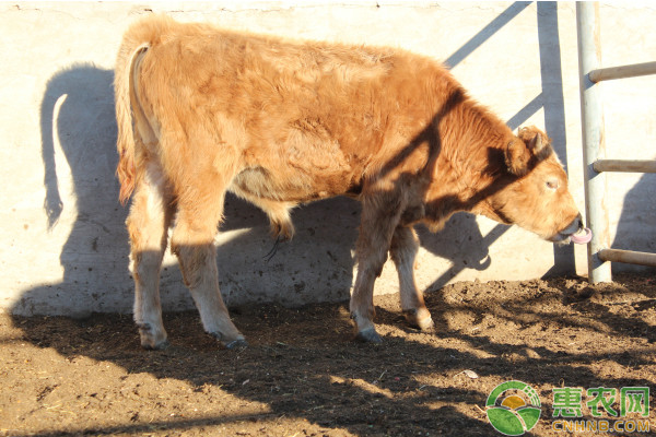 夏季养牛应该注意的一些事项,农村怎么养牛视频