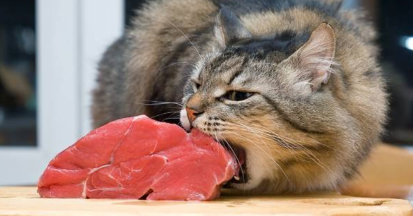 猫咪误食异物怎么处理,猫咪误食硬物怎么办