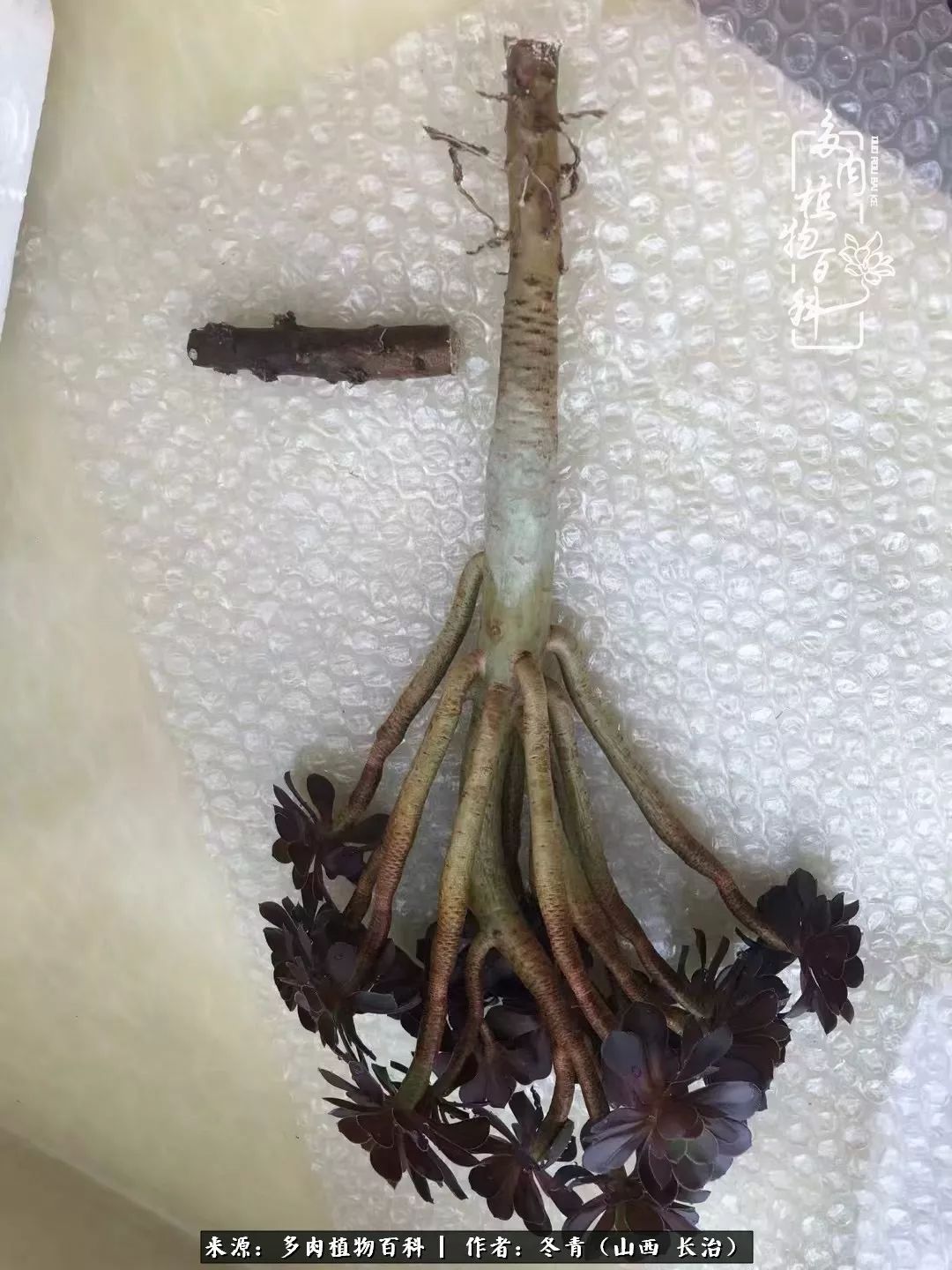 新手养的多肉怎么管理好看,阳台养多肉正确方法