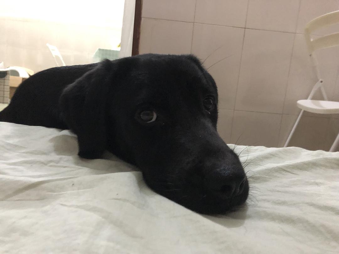 养拉布拉多犬的好处和坏处,养拉布拉多有什么好处和坏处