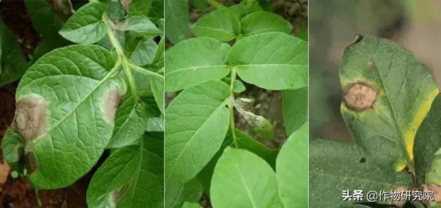 马铃薯黑胫病病害及防治方法,马铃薯常见病害有哪些