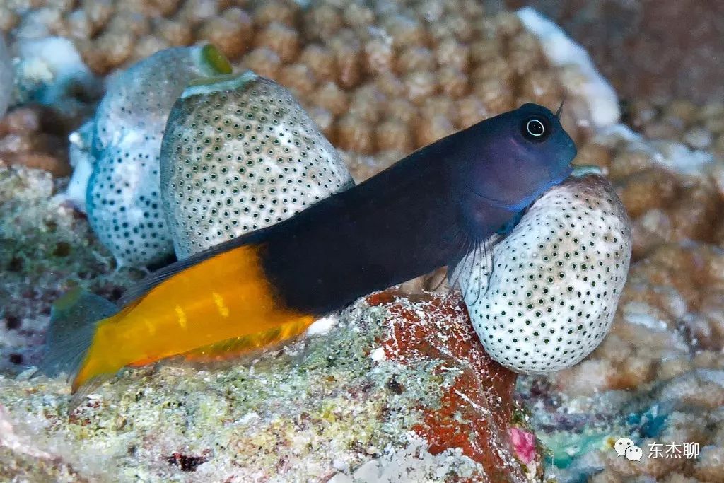 鱼缸里可以养的海水鱼有哪些,哪些海水鱼可以繁殖