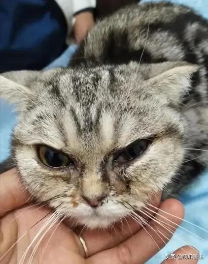 猫咪眼睛有分泌物怎么处理,猫咪眼部常见的疾病及日常护理