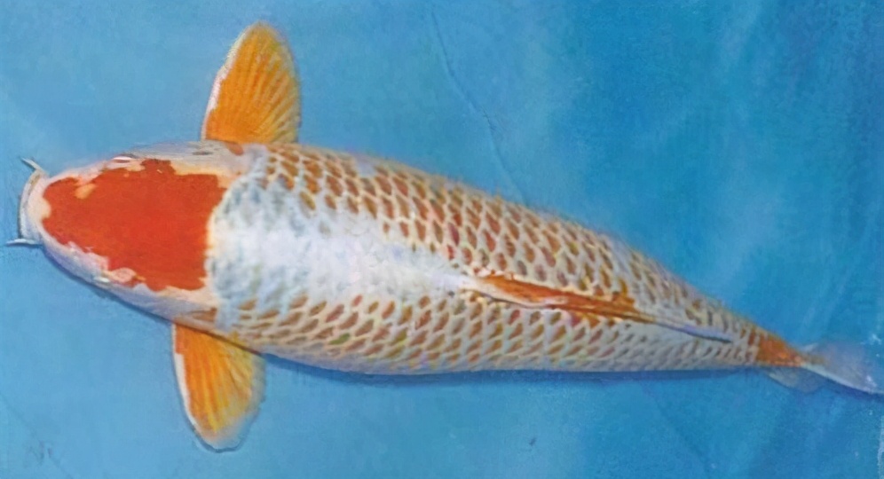 锦鲤的十三个大类名字叫什么,锦鲤十三鳞