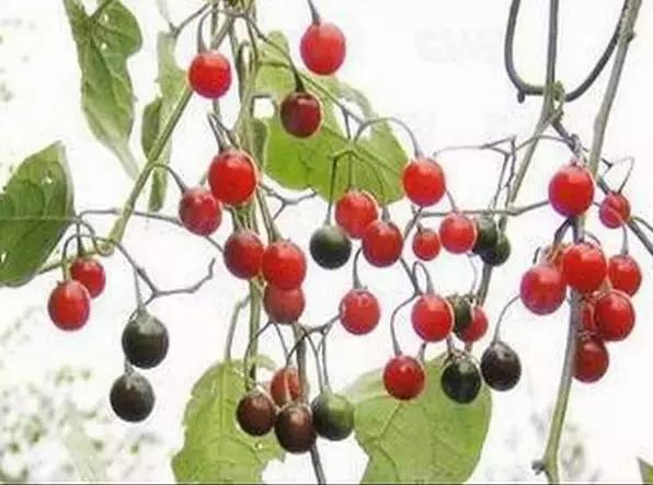 整合——28种青草药,赶快收藏备用!