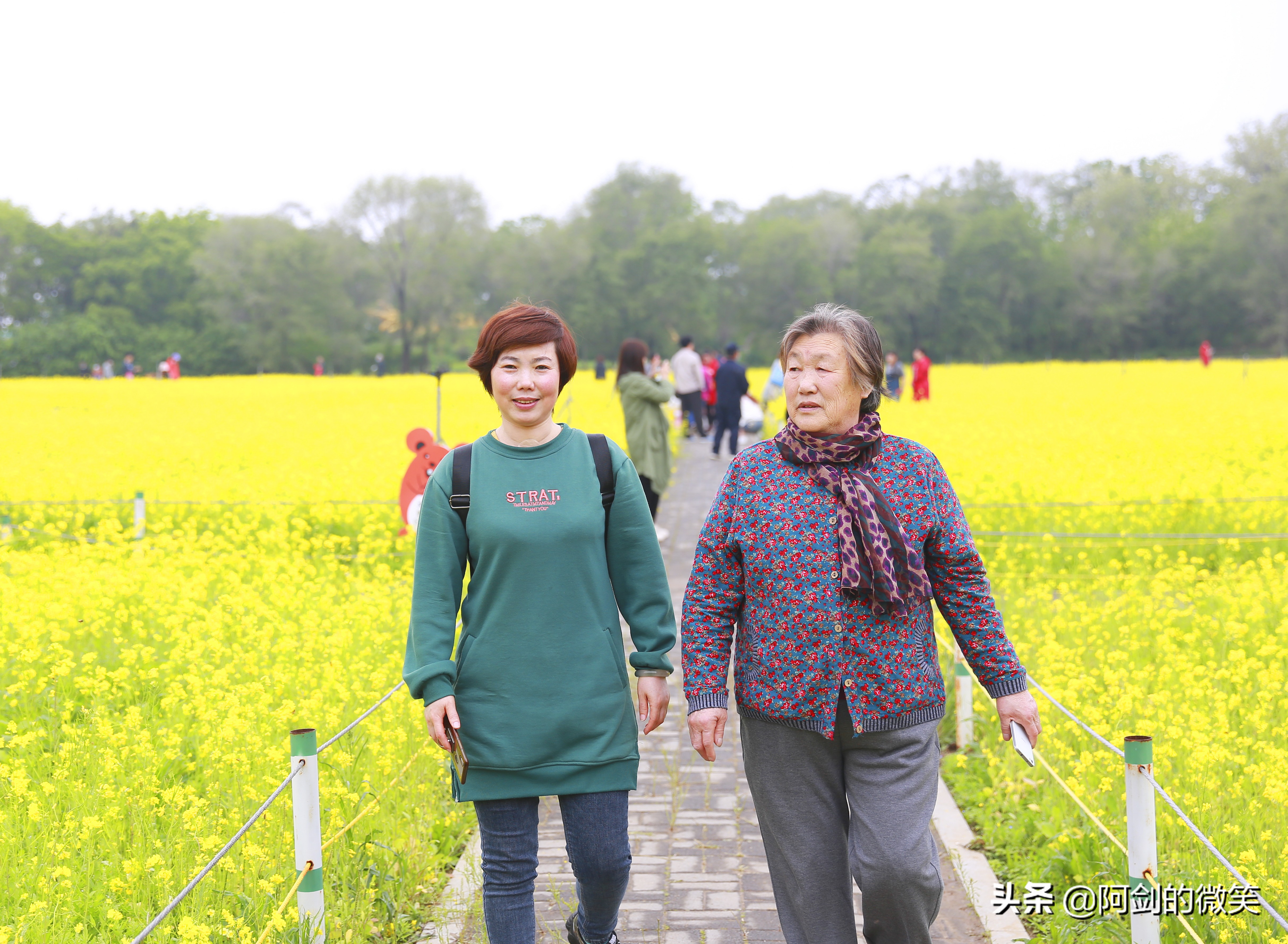 沈阳十一假期哪里有花海,沈阳玫瑰小镇温泉花海两日游