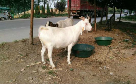 山羊养殖技巧小视频,山羊养殖技巧山羊吃什么长得快