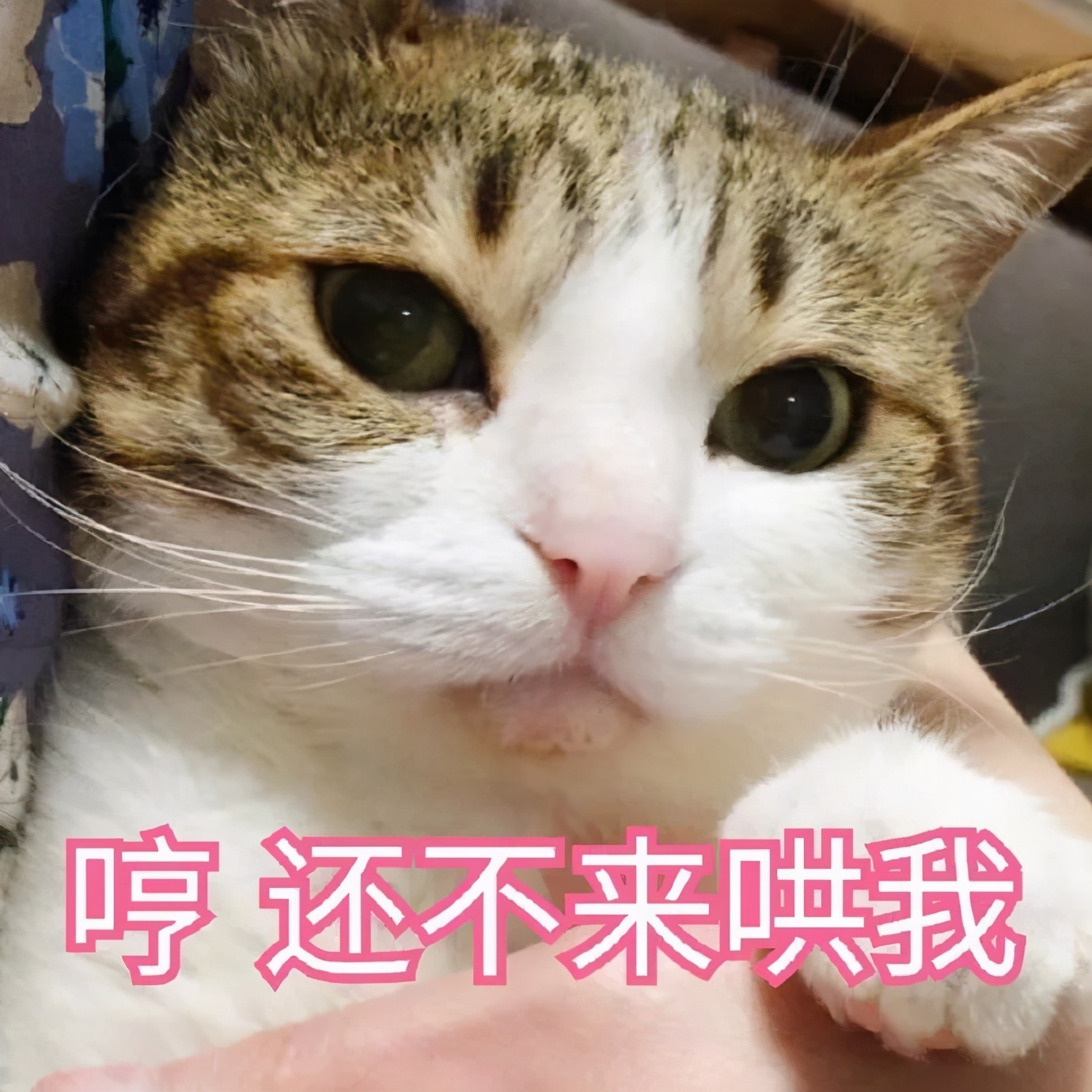 猫咪身上哪些部位不能碰水,猫咪身上的四个弱点