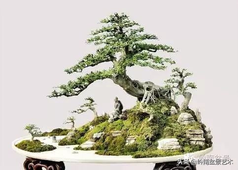 盆景对节白蜡是什么树,对节白蜡盆景是什么树