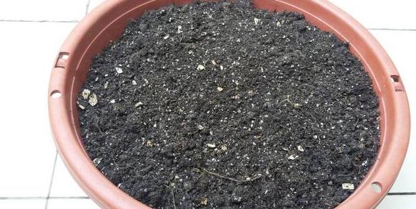 盆栽土如何处理,盆栽土表层全都是根怎么处理