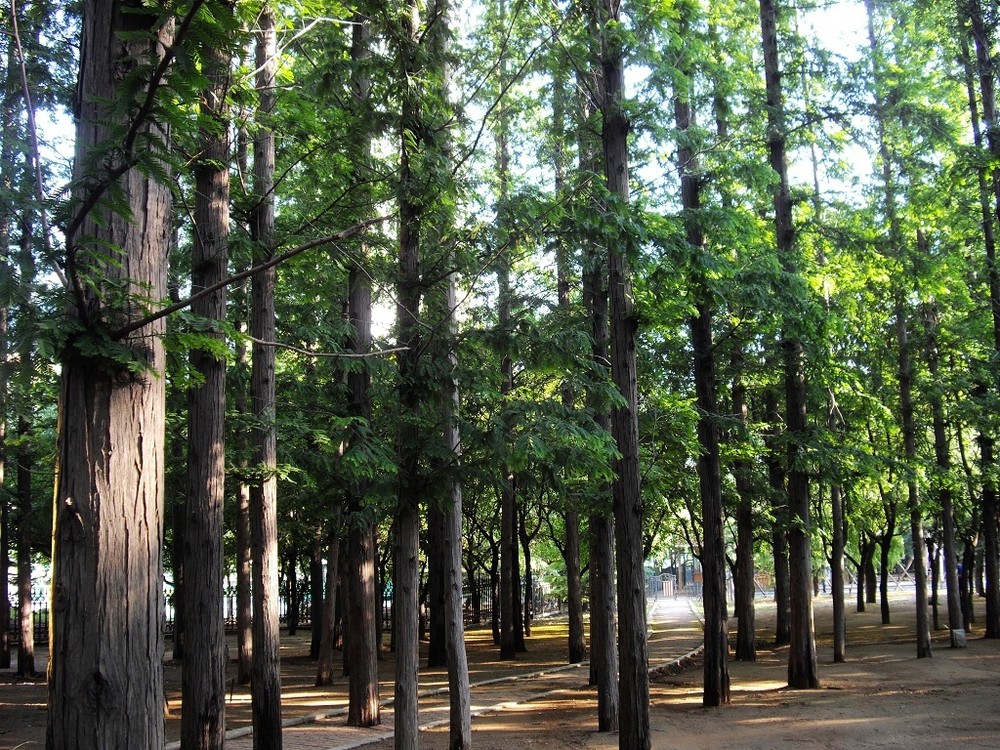 松树都分为哪些松,松和松树的区别