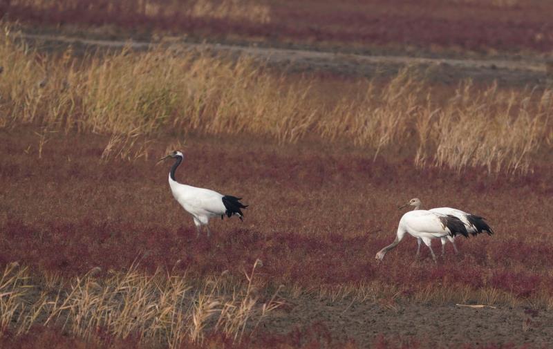 只有丹心似旧时——2020全球候鸟跟踪守护行动纪实（之十二）