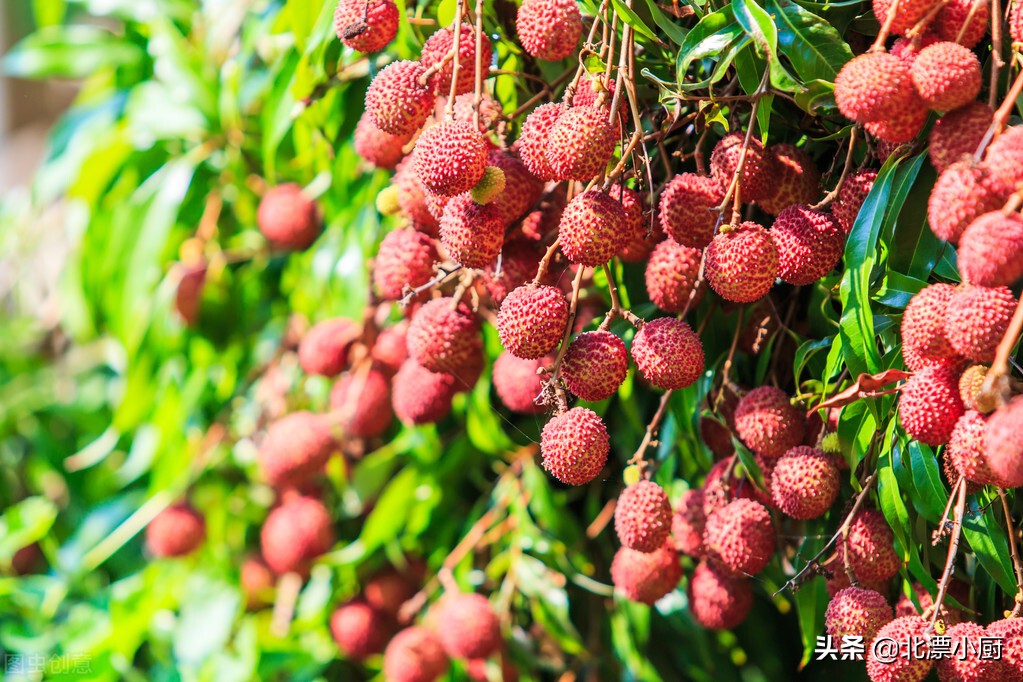 6月份吃什么水果推荐9种时令水果,又脆又甜7月最不容错过的水果