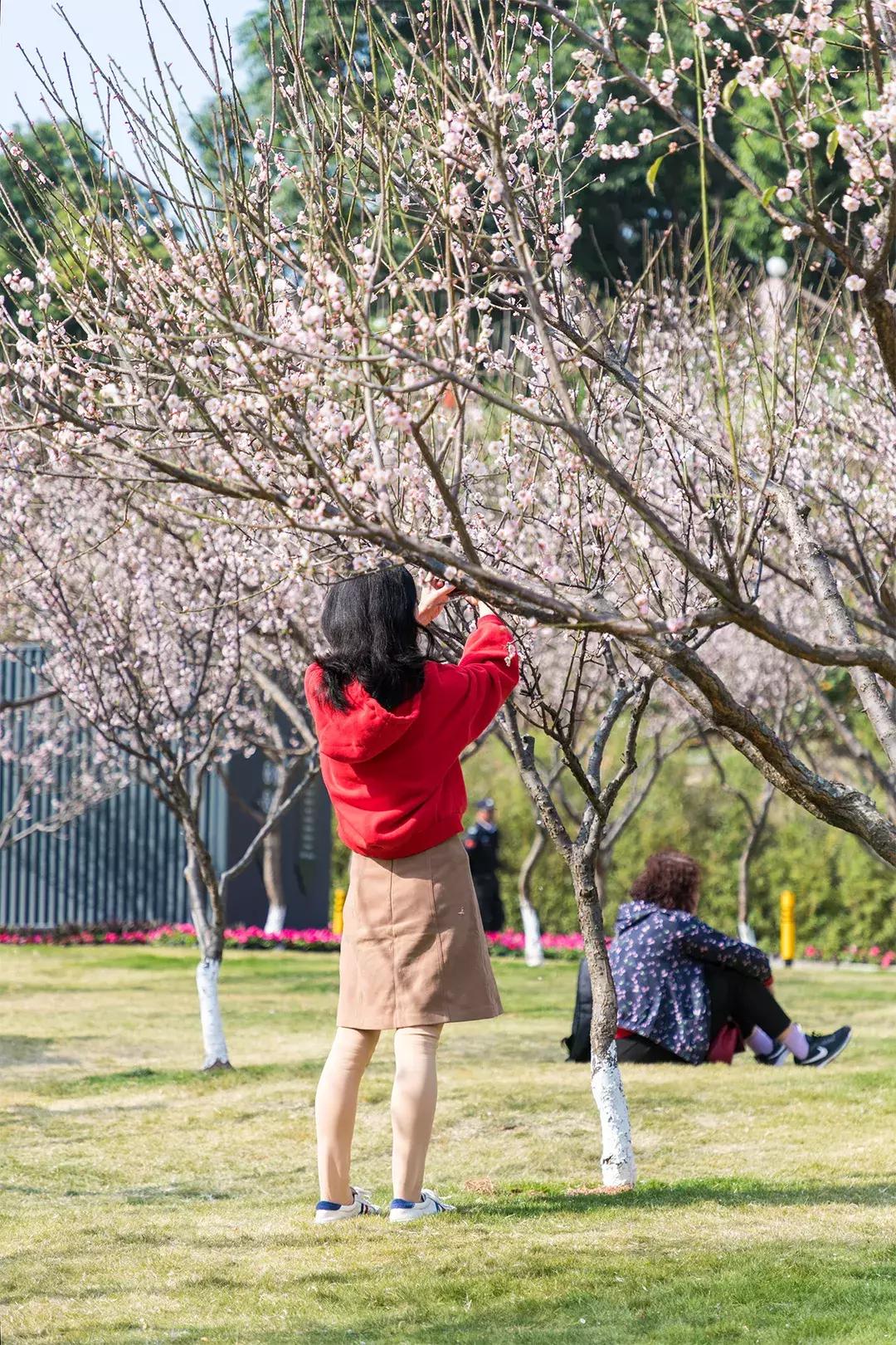 深圳隐秘风景,深圳粉色花海视频