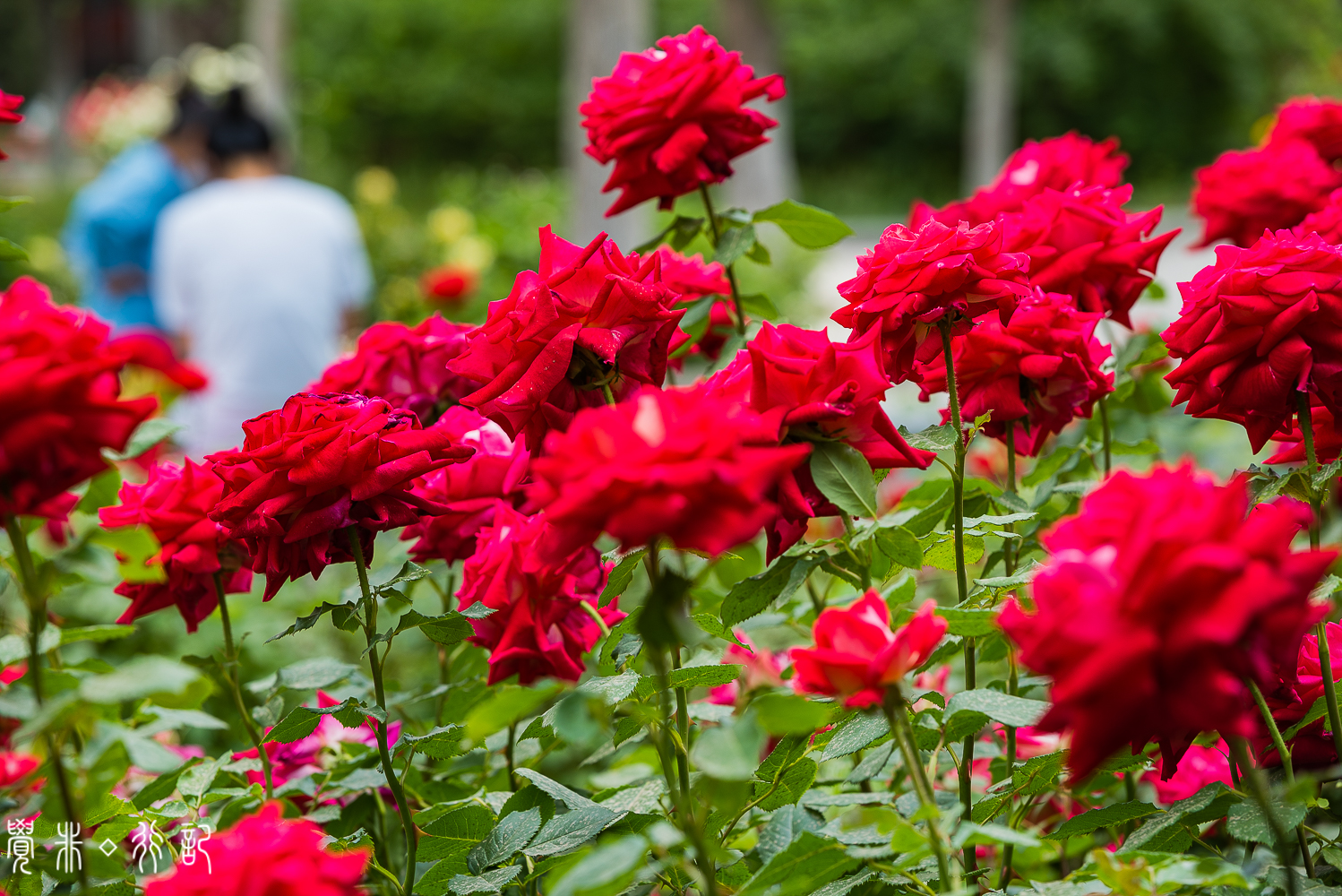 月季花中国特有品种,从中国运到欧洲的四种月季
