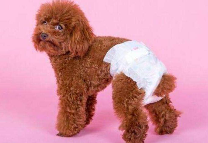 狗狗发情不用慌,这几点,铲屎官一定要做好