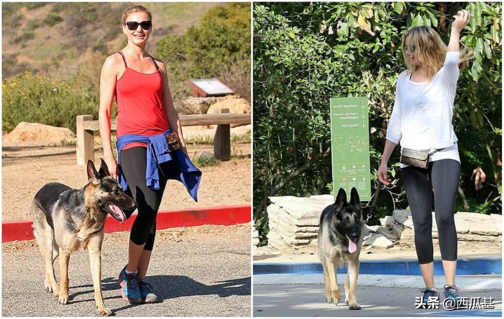 各大明星都养什么狗,公认最好养的十种狗大型犬