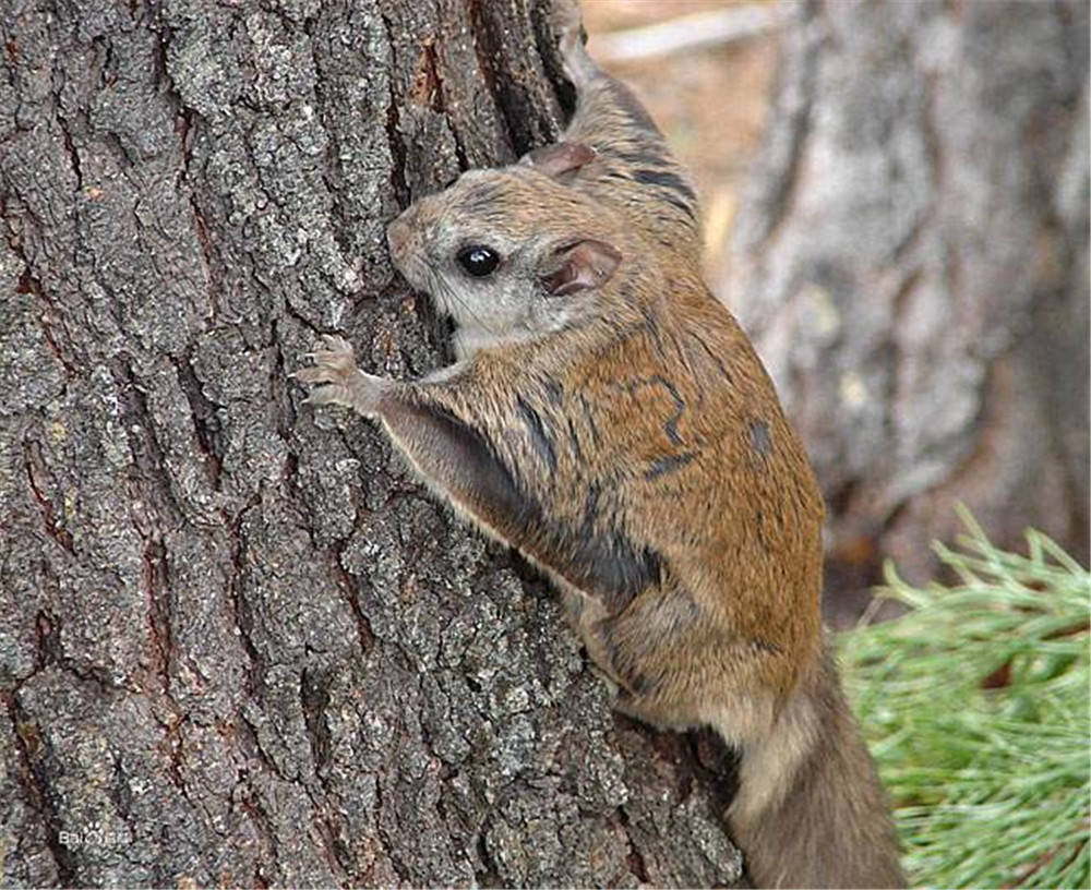 寒号鸟不叫、老虎开始交配，3篇小学课文帮孩子领略大雪之美