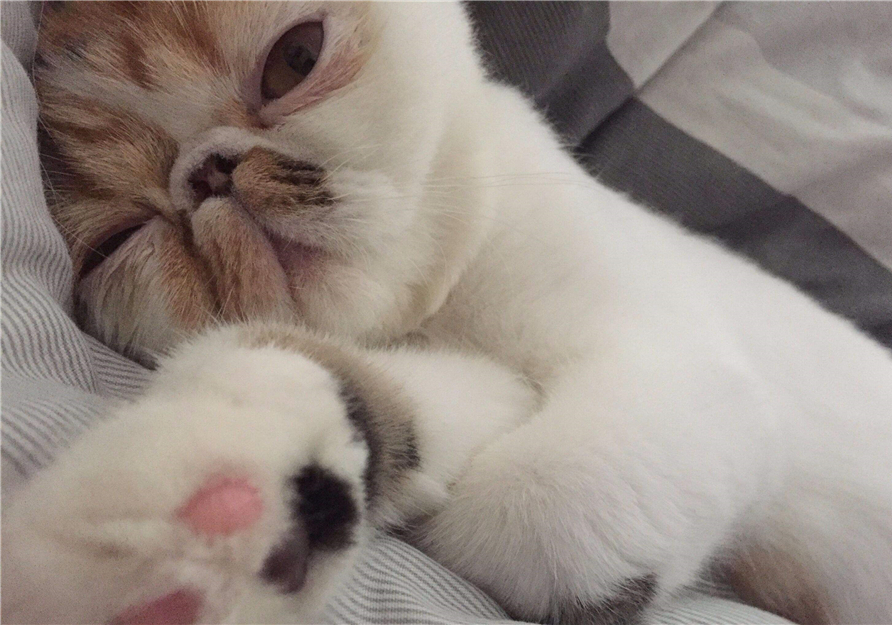 猫咪双眼皮,猫咪倒睫