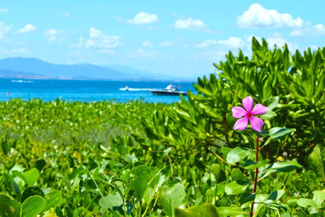 城市酒店好还是民宿好,度假酒店与城市酒店