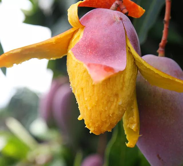 香甜的大芒果海南贵妃芒,芒果味浓郁贵妃芒