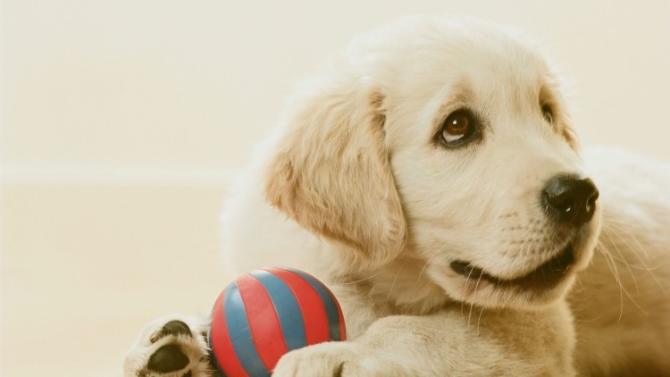 狗狗走丢了怎么样才能快速找回来,狗狗跑丢了怎么办最有效方法找回