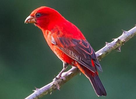 广东常见鸟类图谱和名称图文,东江揽胜鸟类