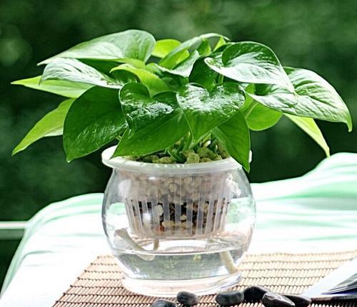 水培绿萝水里放什么不烂根,绿萝水培可以为什么土太湿会烂叶