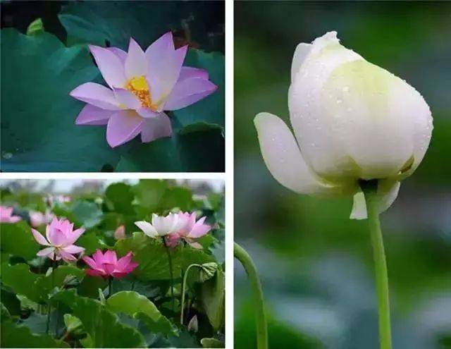 三水芦苞温泉度假村别墅住宿,佛山三水区芦苞温泉度假酒店