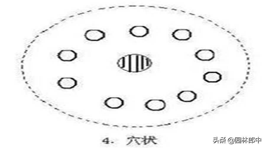 香樟树叶子发黄用什么药,香樟叶子失绿变黄