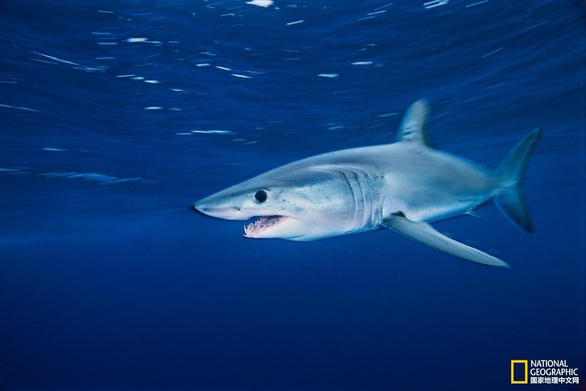 观赏鱼鲨鱼种类图片大全,鲨鱼百科知识大全幼儿
