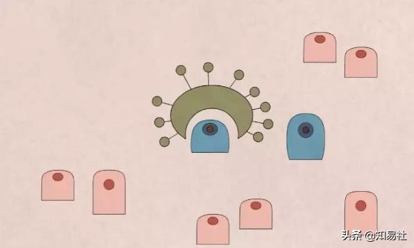 羞羞后警惕HPV感染，一不小心会得宫颈癌