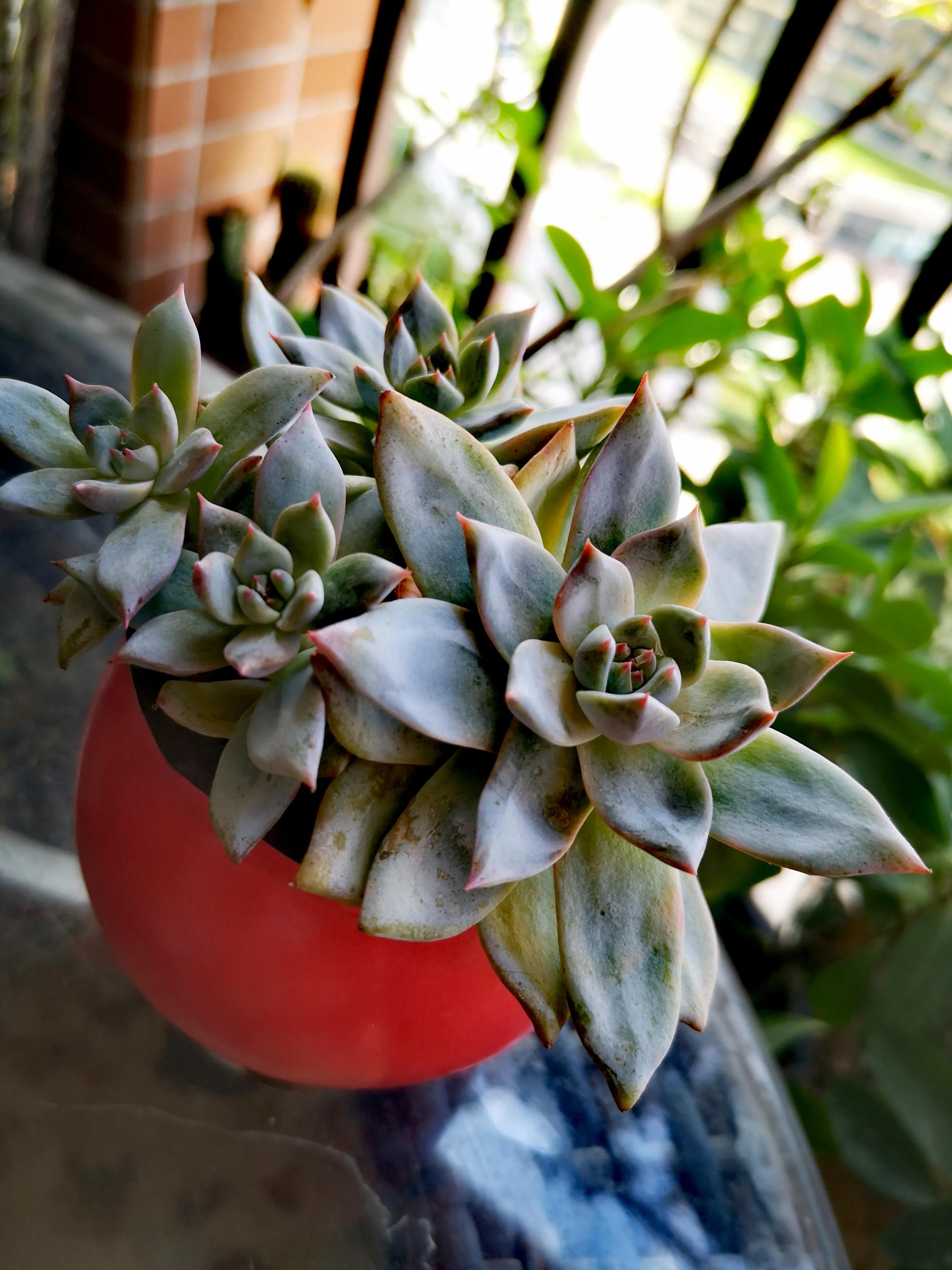 离家半个月叶插的多肉怎么办,离家一周的多肉