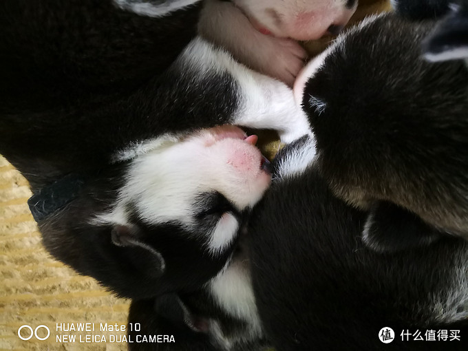 一次创世纪的生活体验—记哈士奇当妈妈