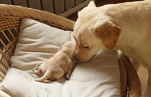 狗狗生产后掉毛严重怎么办,狗用沐浴液洗澡掉毛怎么办