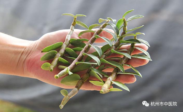 「周末食疗」快点开,了解这颗“千年仙草”—石斛到底该怎么挑?怎么吃?